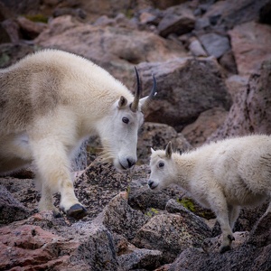 mountaingoats