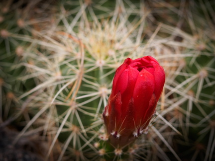 cactusblossom